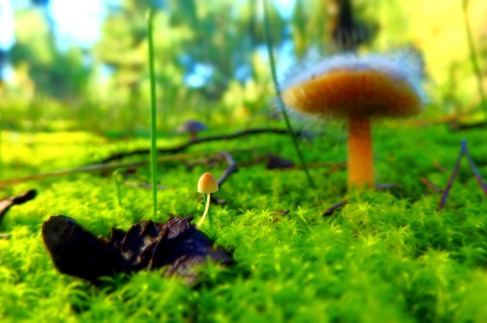 Mushrooms green forest