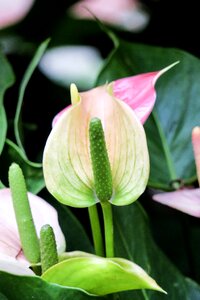 Petal color green
