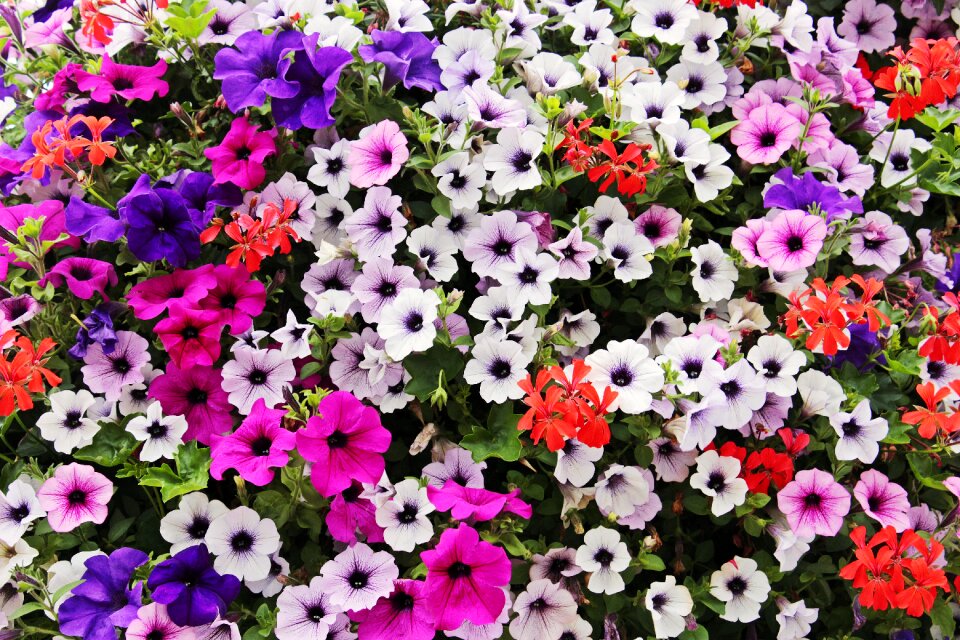 Nature colorful blütenmeer
