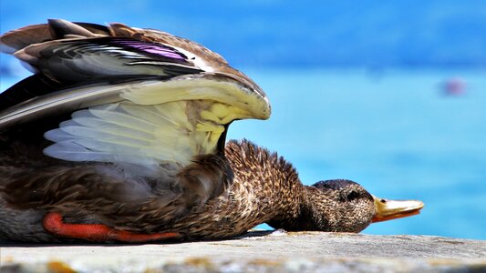 Bird relaxation it lies