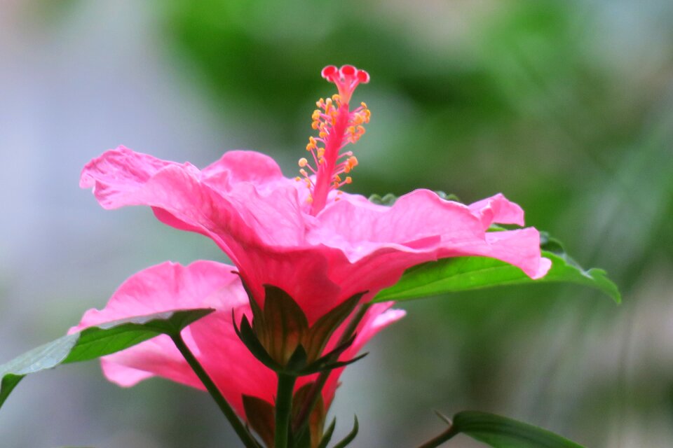 Petal color green
