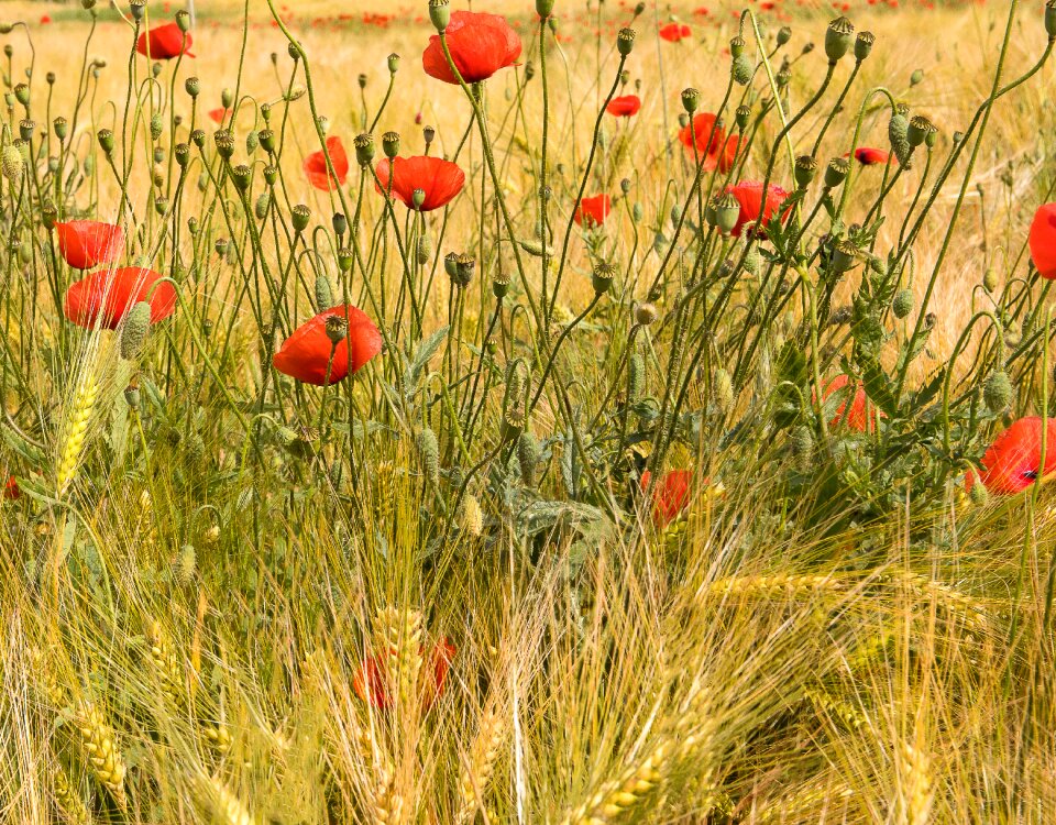 Poppy flower red poppy barley field photo
