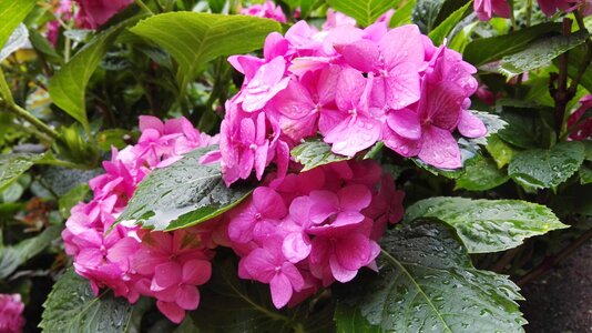Flowers supplies pink