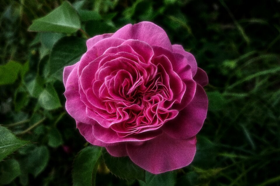 Bloom pink rose blooms