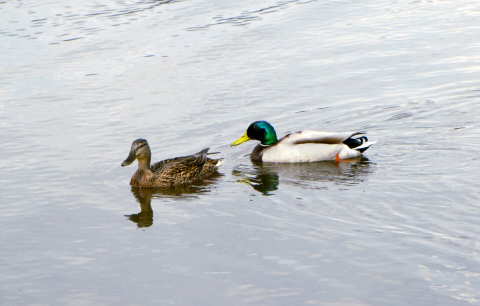 Bird lake water