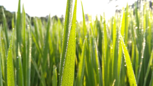 Water grass tree