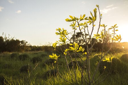 Organic natural plant photo