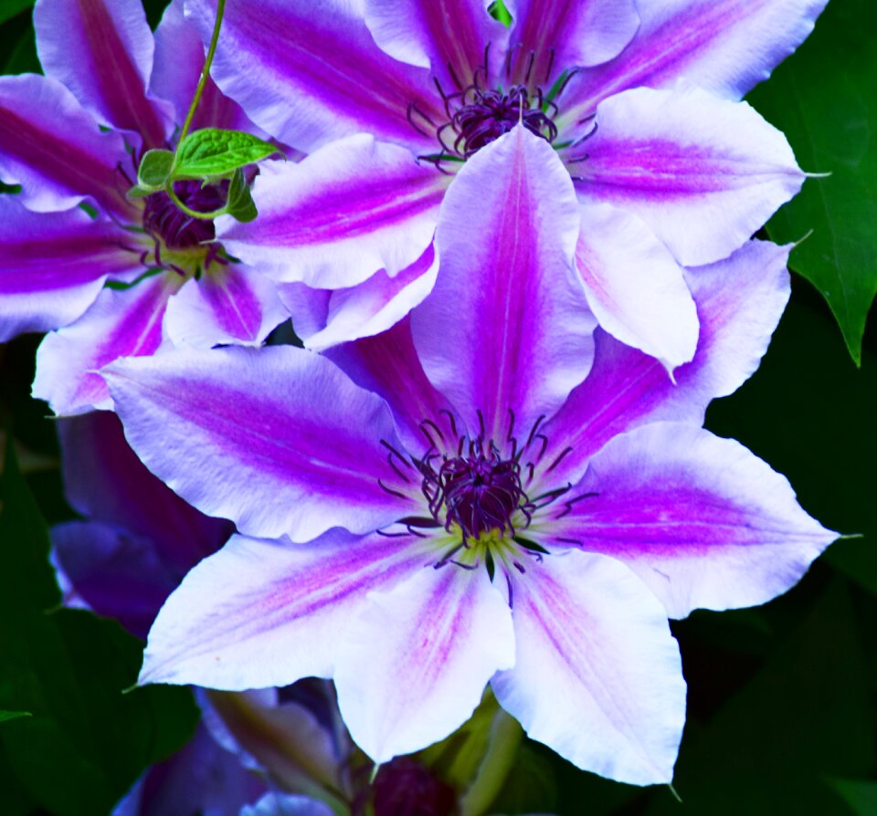Petals nature creeper