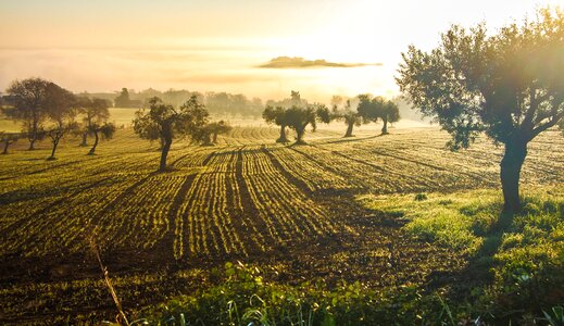 Italy green olive tree