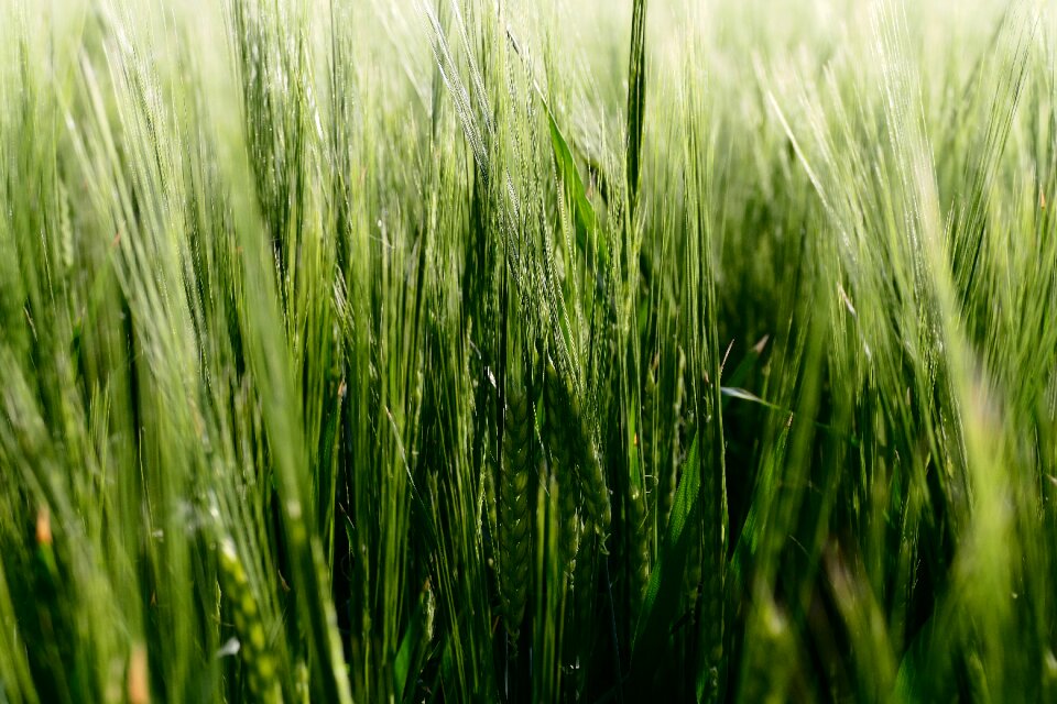 Harvest field cereals