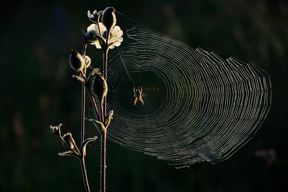 Insect network macro