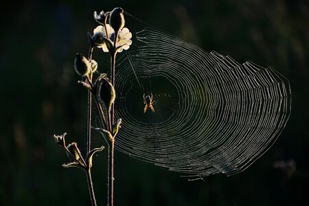 Insect network macro
