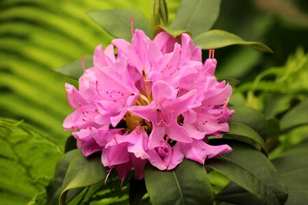 Nature ornamental plants pink flower photo
