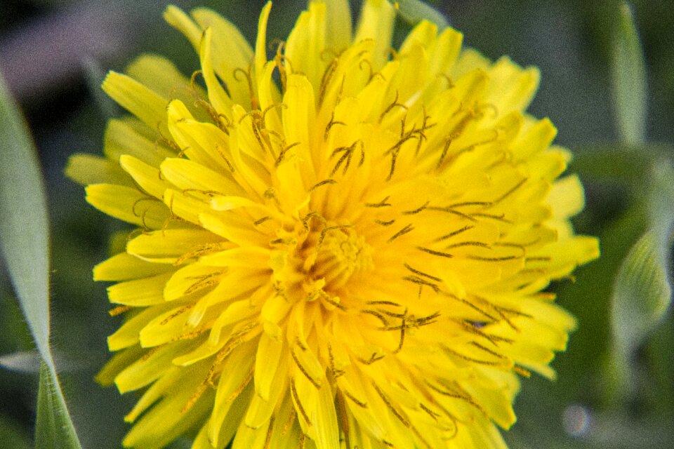 Yellow macro grass