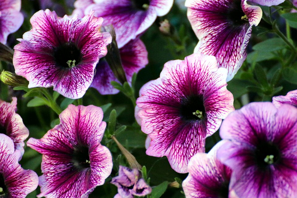 Garden petunia ornamental plant blossom