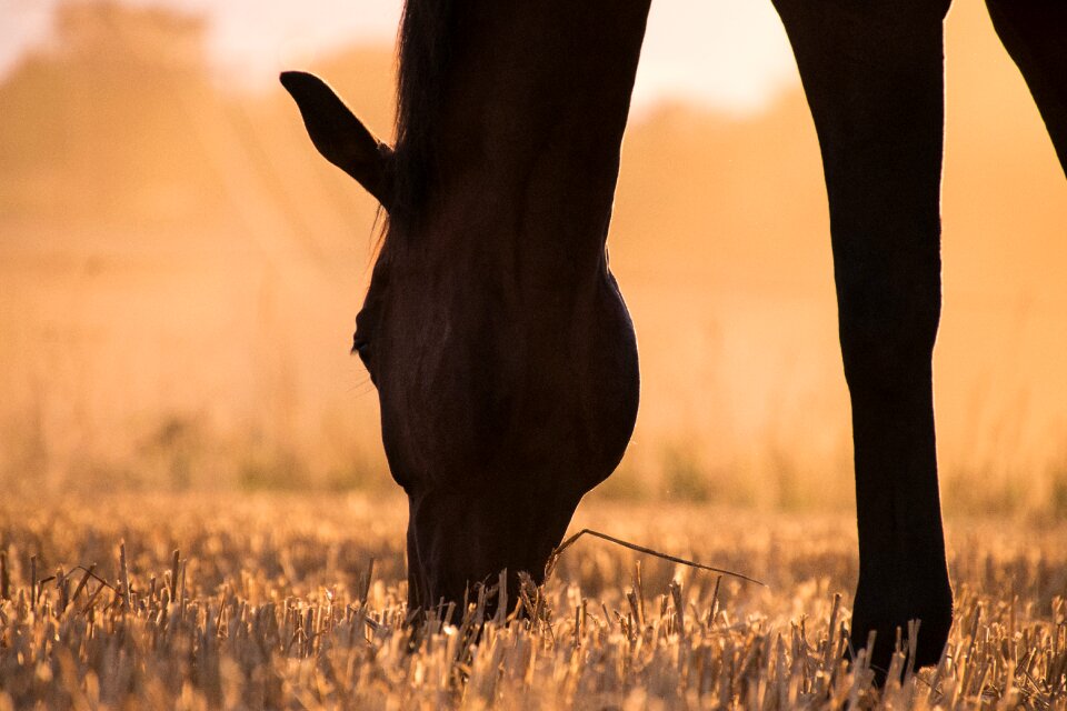 Stubble field straw