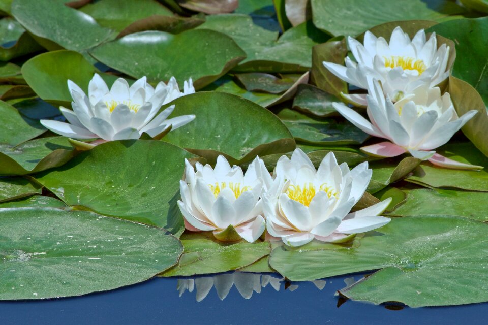 Lake rose blossom bloom