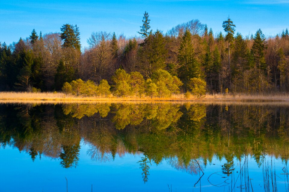 Landscape wood tree