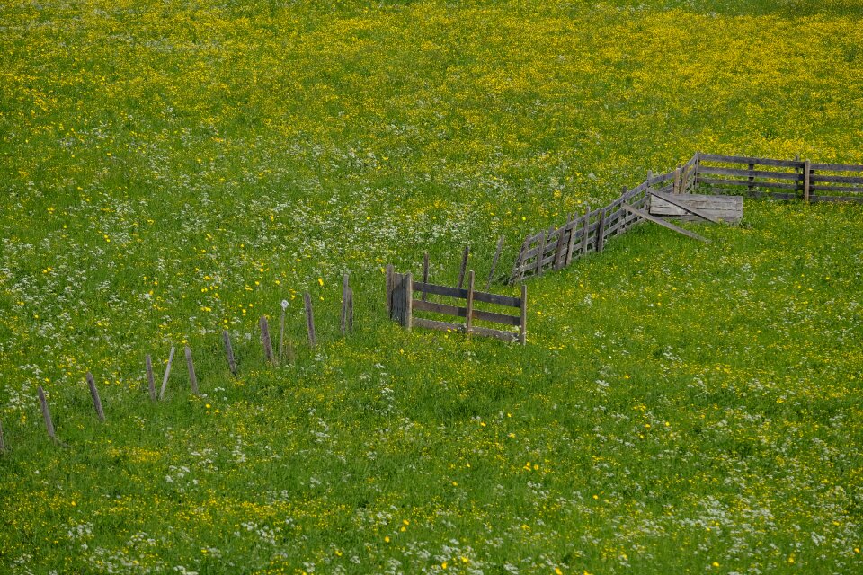 Grass bloom blossom