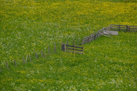Grass bloom blossom