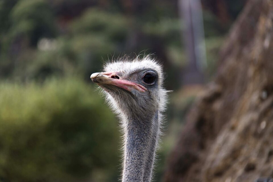 Birds funny nature