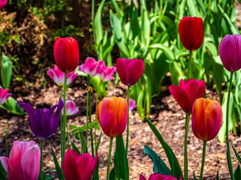 Colorful swarthmore college spring