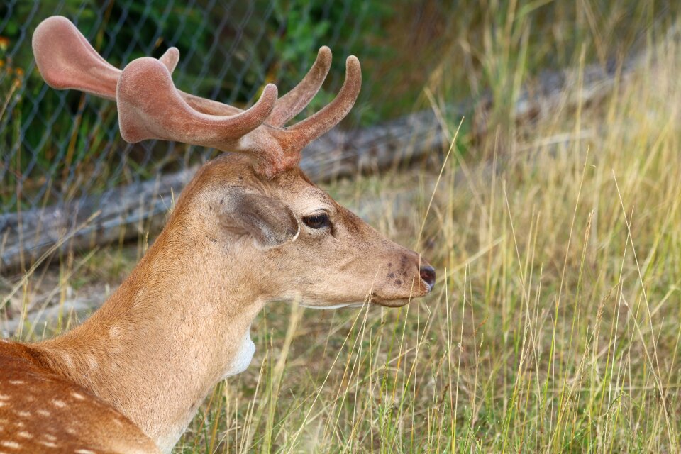 Mammal antlers pen