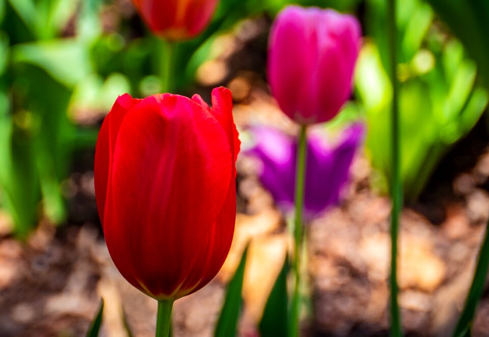 Flower swarthmore college spring
