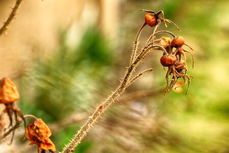 Nature outdoors rose hip