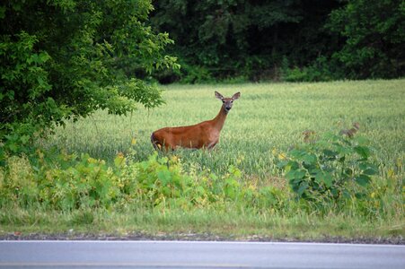 Deer nature wildlife