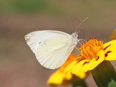 Insect close up macro