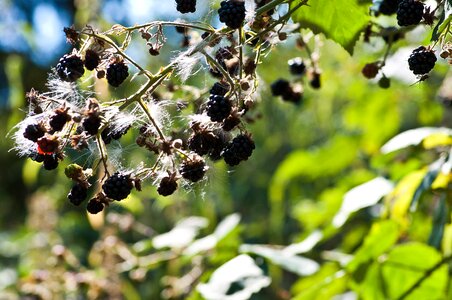 Summer berries close up photo