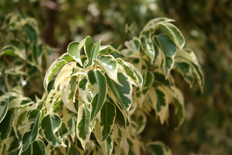 Plant garden leaves