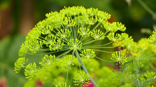 Garden light green plant
