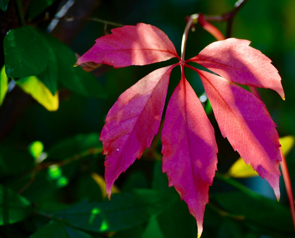 Autumn nature bright