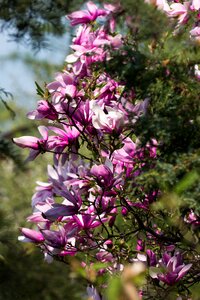 Flower magnolia Free photos