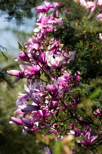 Flower magnolia Free photos photo