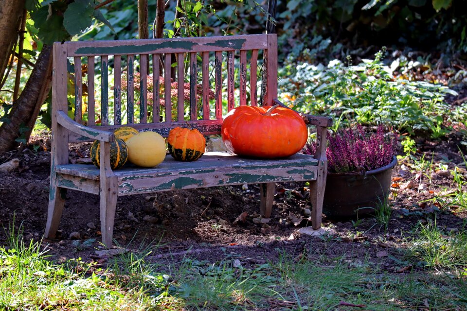 Pumpkin wooden bench mood