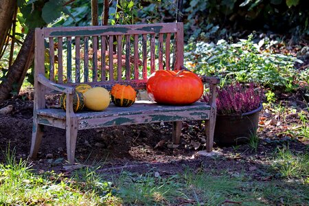 Pumpkin wooden bench mood photo