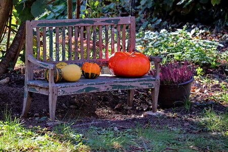 Pumpkin wooden bench mood