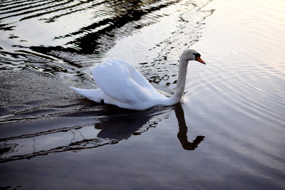 Water bird swans animal world