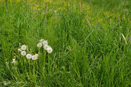 Medicinal plant meadow grass
