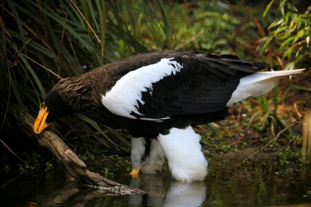 Eagle nature bird of prey