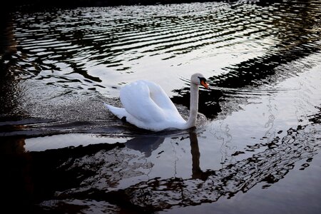 Water bird swans animal world