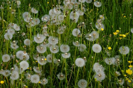 Medicinal plant meadow grass photo