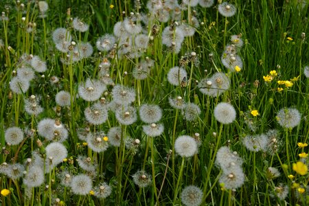 Medicinal plant meadow grass