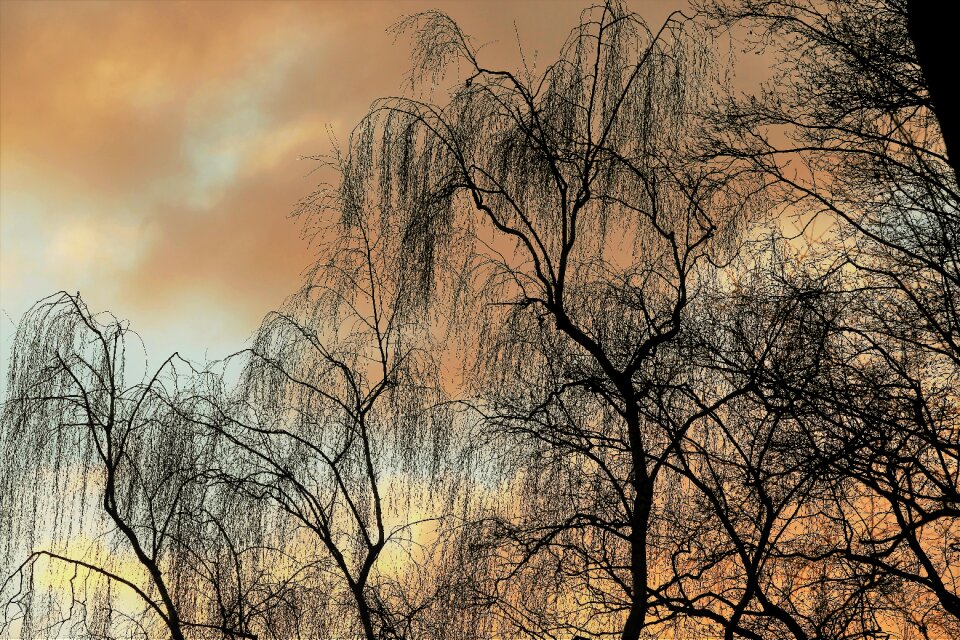 Air trees landscape