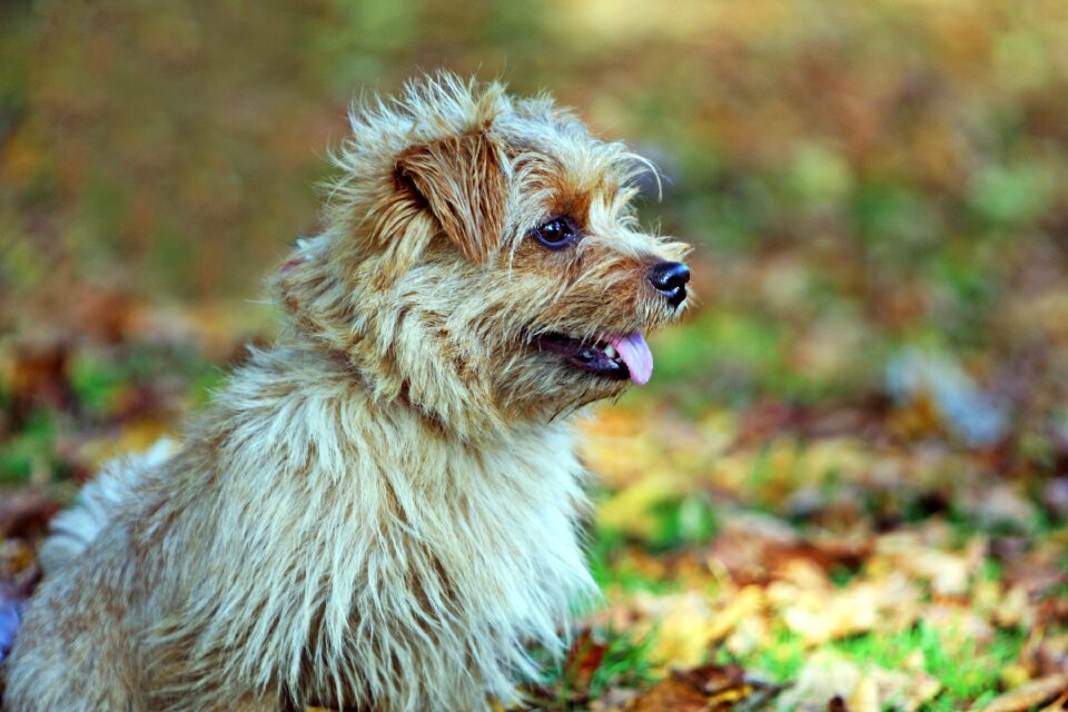 Canine pet animal