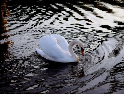 Water bird swans animal world