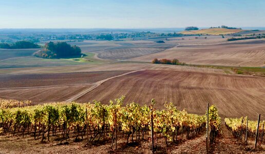 Wine autumn rebstock photo